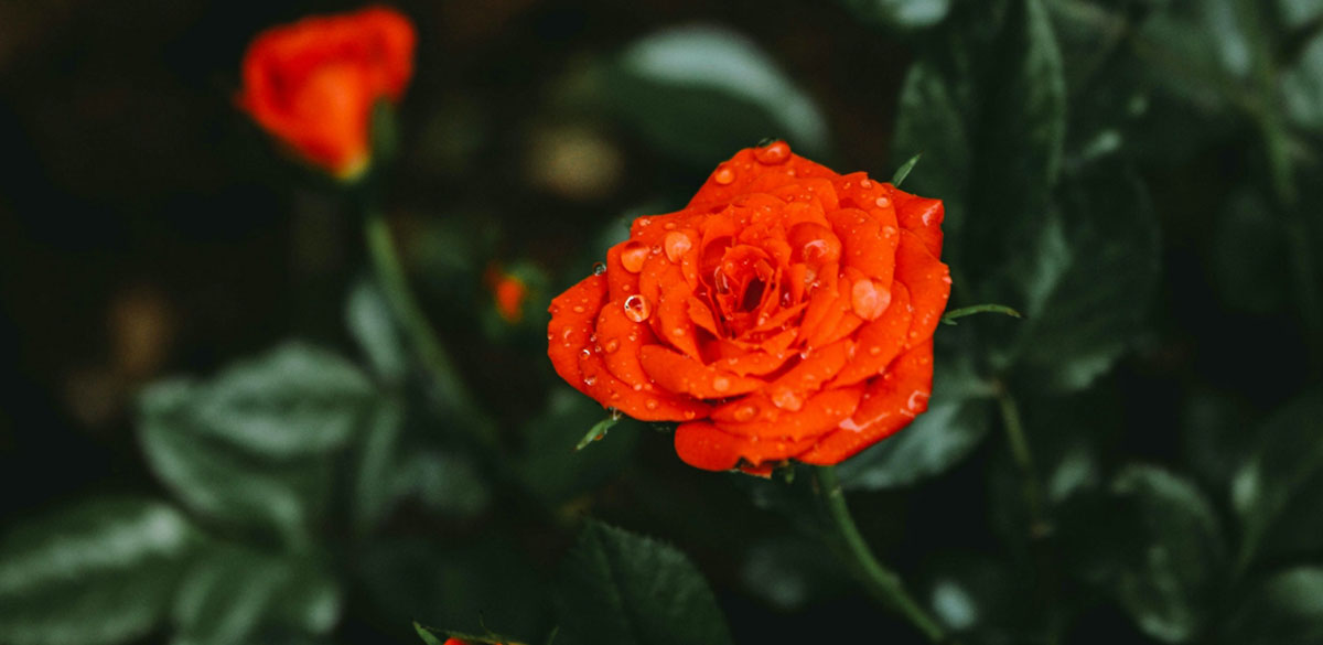 Spot On – Inside the Oscar Ceremony